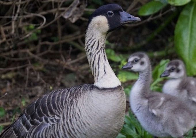 Birds on Kauai | Koloa Kai LLC